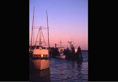 boats in bodega bay harbor   michael ecton photographer