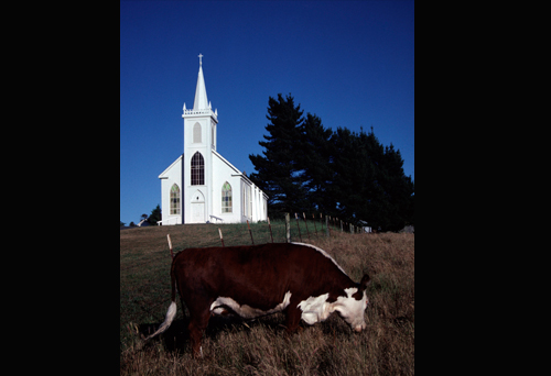 bodega church with cow